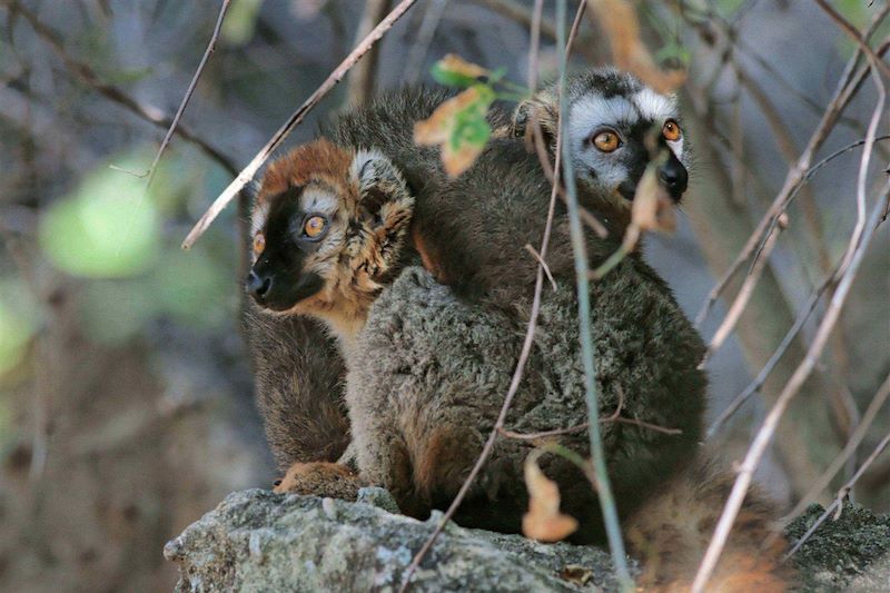 Parc national de l'Isalo - Région d'Ihorombe - Madagascar