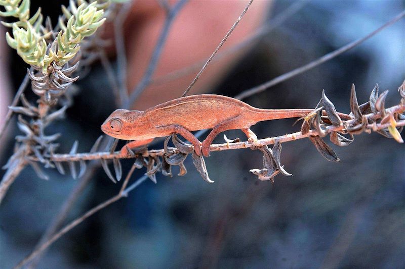 Parc national de l'Isalo - Région d'Ihorombe - Madagascar