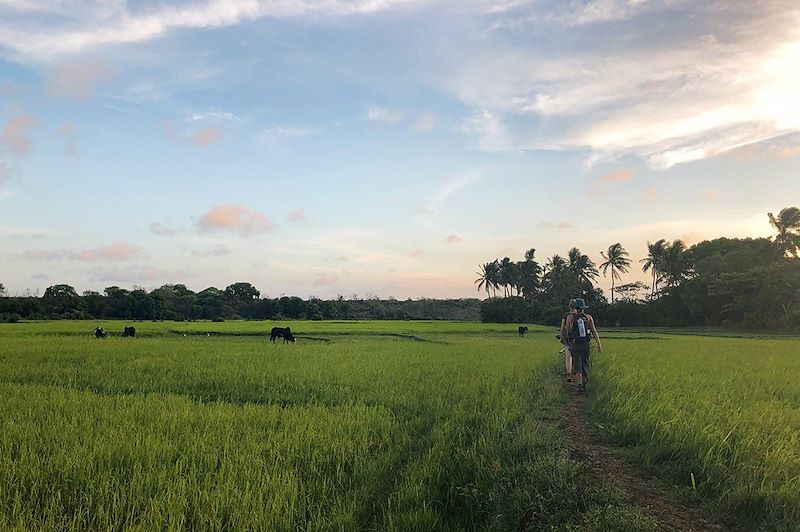 Randonnée dans les rizières - Plaine d'Antanimivelatra - Nord de Madagascar