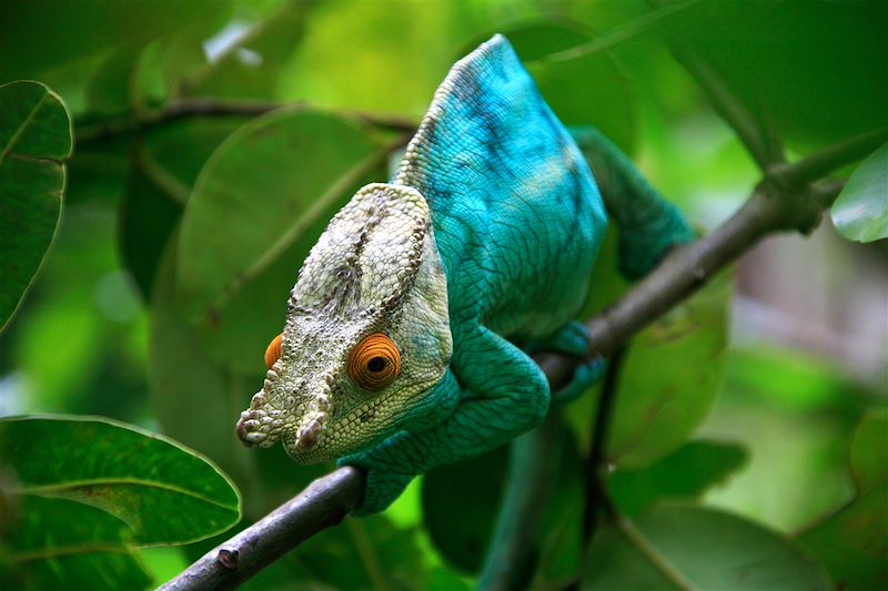 Réserve de Lokobe - Ile de Nosy Be - Madagascar