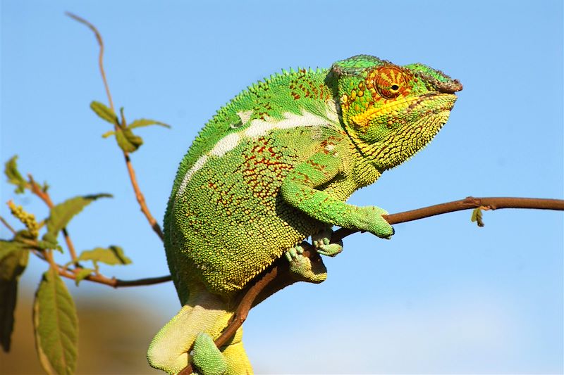 Caméléon - Nosy Be - Madagascar