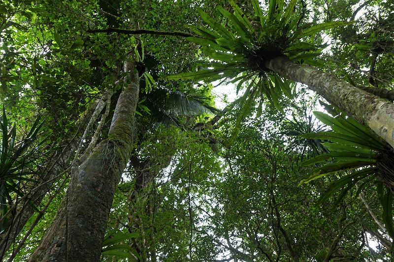 Parc national de la Montagne d'Ambre - Diego-Suarez - Madagascar