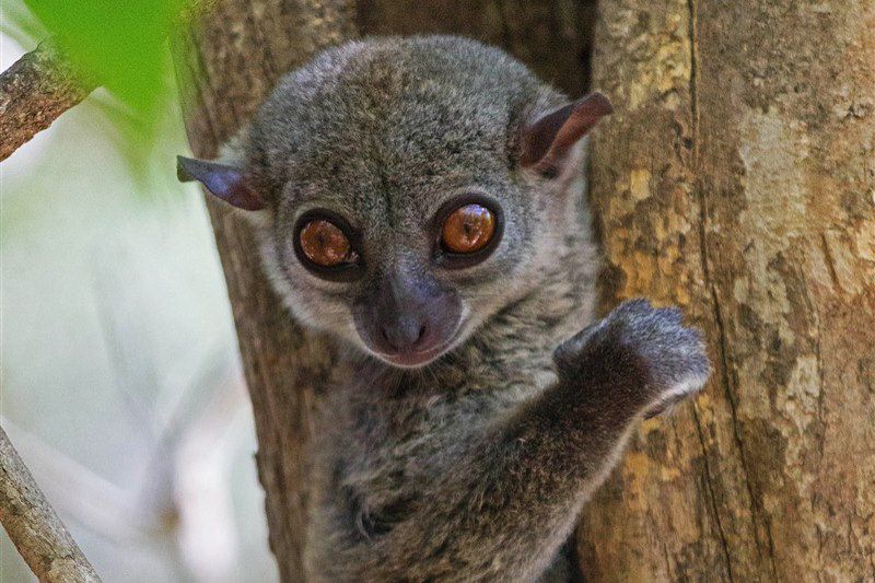 Tsingy dans le parc national d'Ankarana - Madagascar