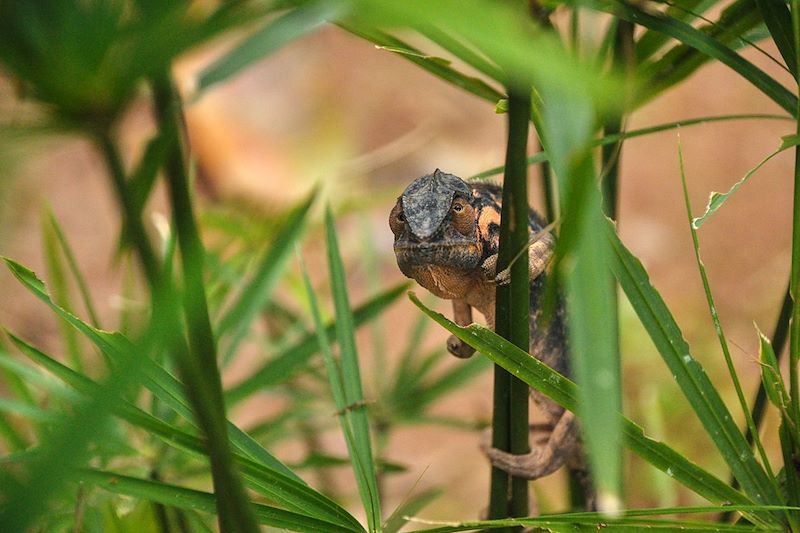 Caméléon - Madagascar