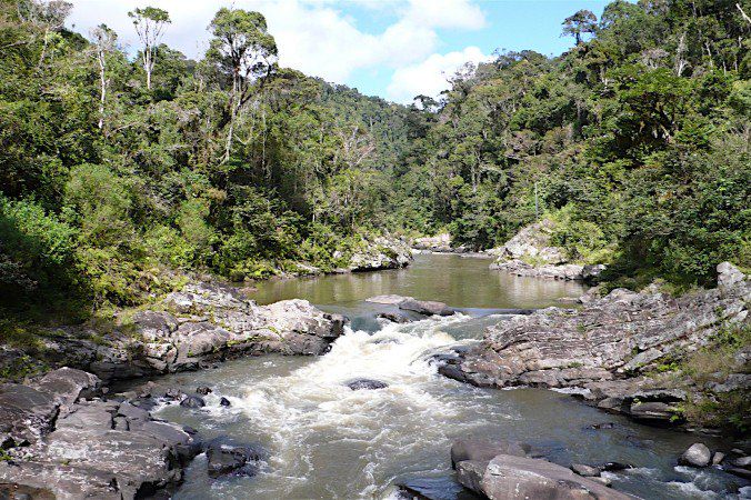 Parc de Ranomafana - Madagascar