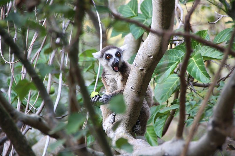 Lémuriens - Madagascar