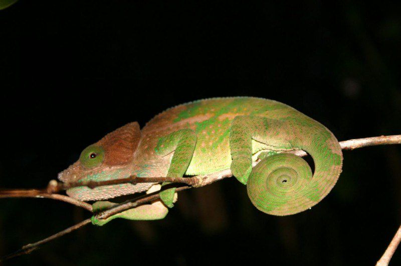 Caméléon - Madagascar