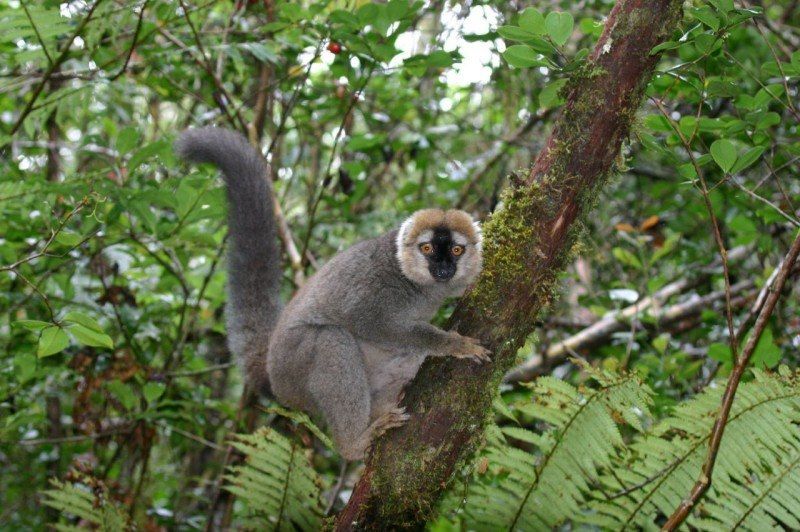 Parc de Ranomafana - Madagascar