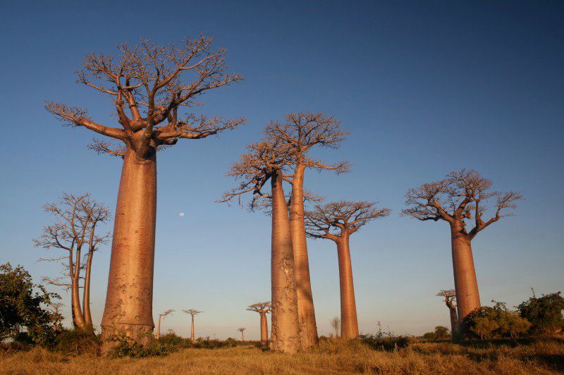 Allée des Baobabs - Morondava - Madagascar