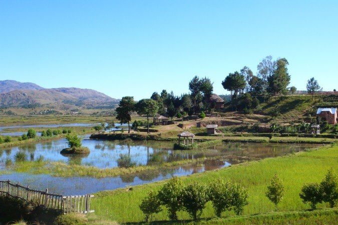 Rizière près d'Antsirabe - Madagascar