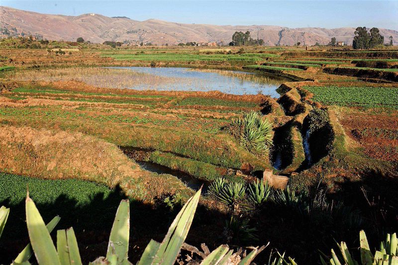 Rizière - Antsirabe - Madagascar