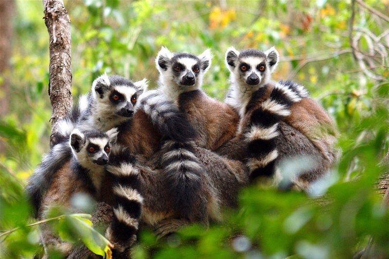 Lémuriens, Parc National de l'Isalo - Madagascar