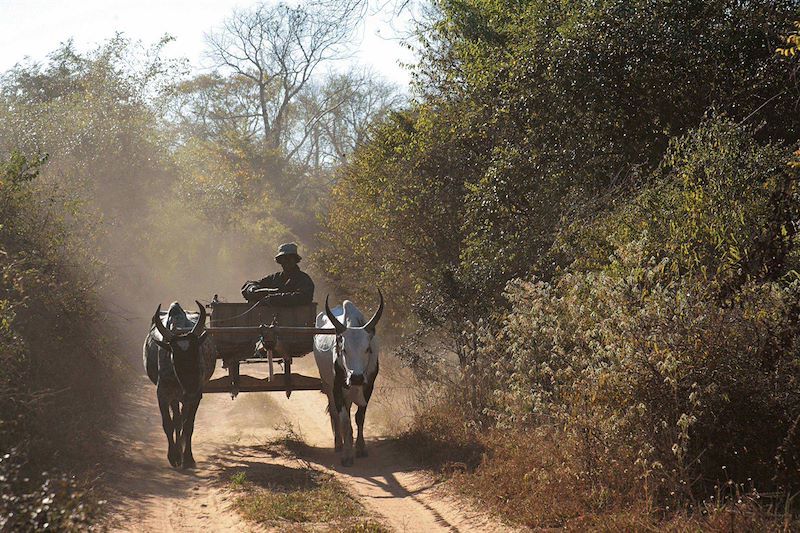 Sur la route entre Morondava et Manja - Madagascar