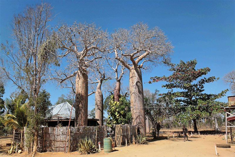 Sur la route entre Morondava et Manja - Madagascar