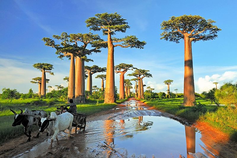 Allée des Baobabs - Morondava - Madagascar