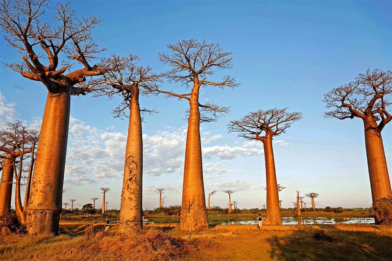 Morondava - Madagascar