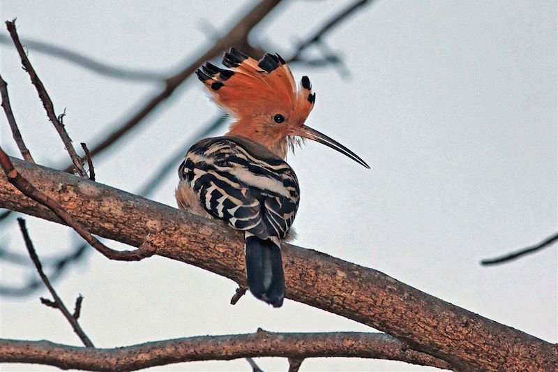 Parc national de l'Isalo - Région d'Ihorombe - Madagascar