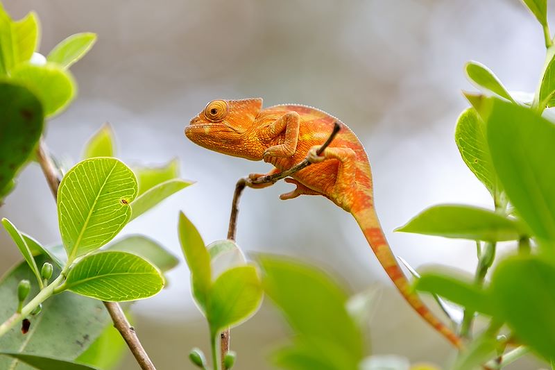 Caméléon de Parson au Parc national de la Montagne d'Ambre - Madagascar