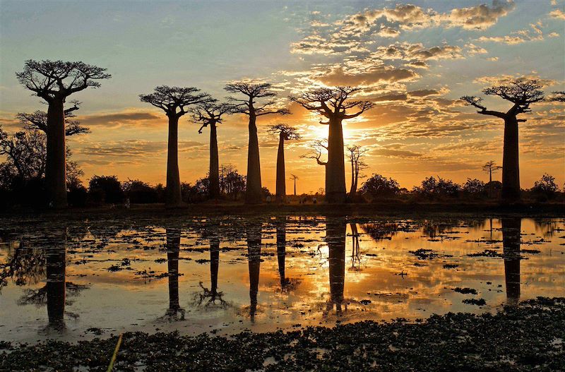 Allée des Baobabs à Morondava - Région de Ménabé - Madagascar