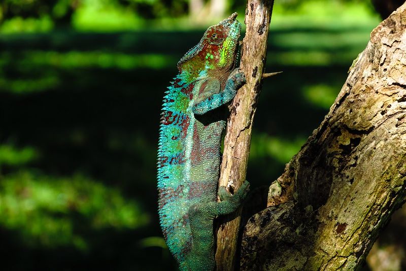 Plantation Millot - Ambanja - Madagascar