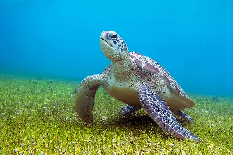 Tortue de mer à Nosy Sakatia - Madagascar