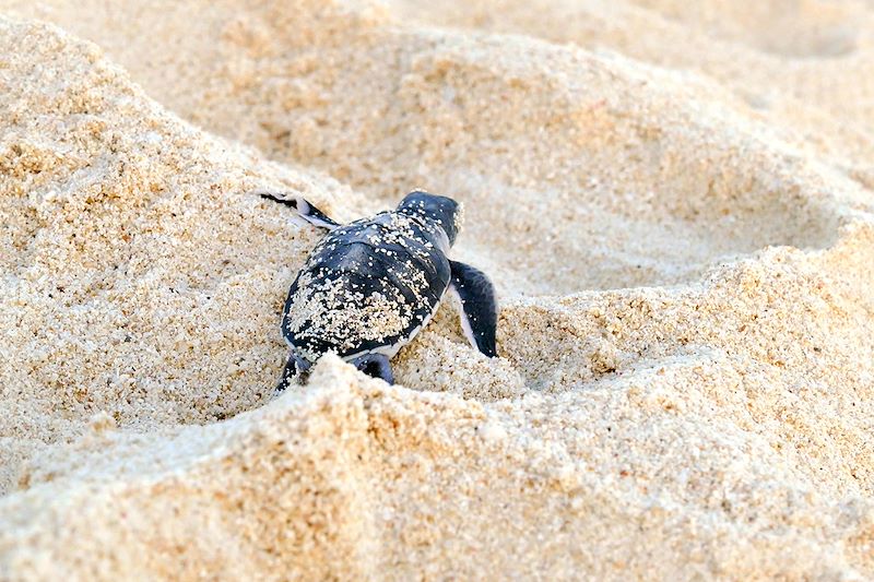 Tortue à Nosy Iranja - Madagascar
