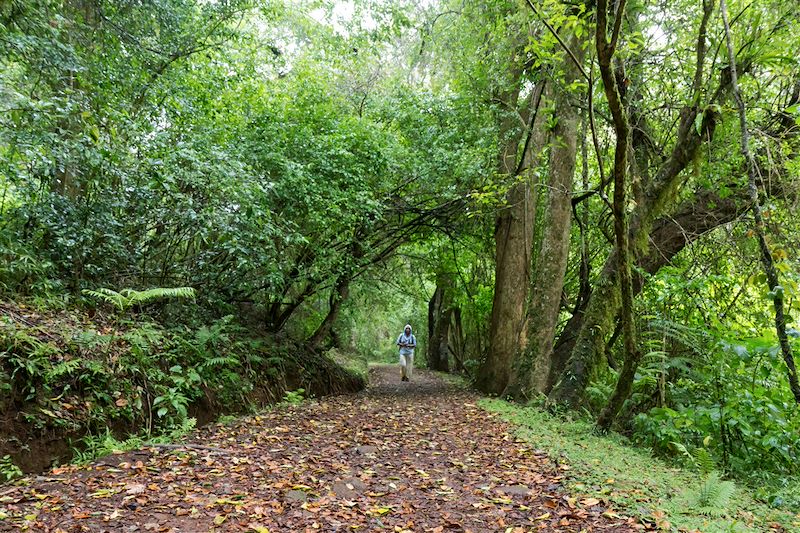 Parc national de la Montagne d'Ambre - Diego-Suarez - Madagascar