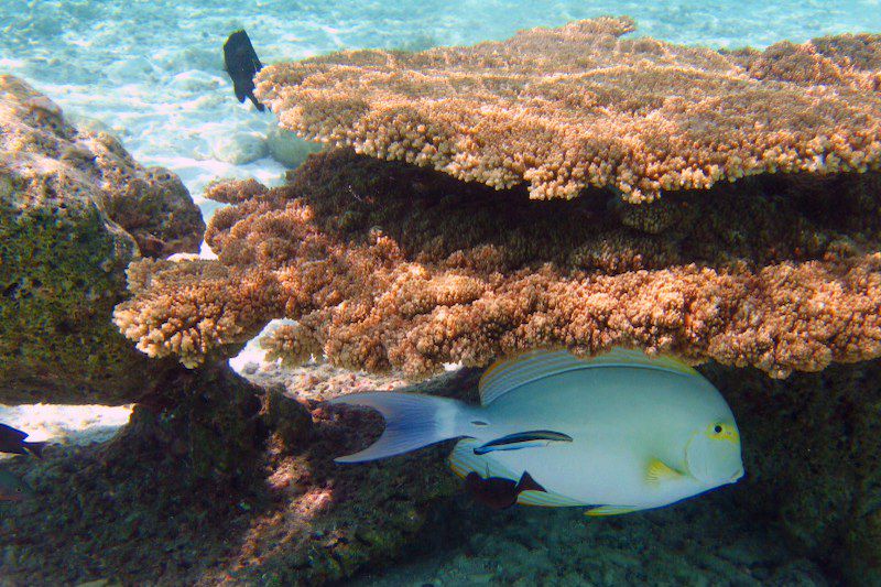 Cabotage d'atoll en lagon !