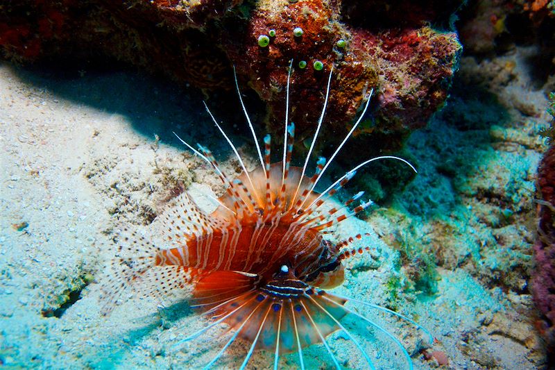 Rascasse volante - Maldives