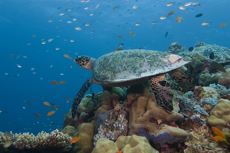 Tortue de mer - Maldives