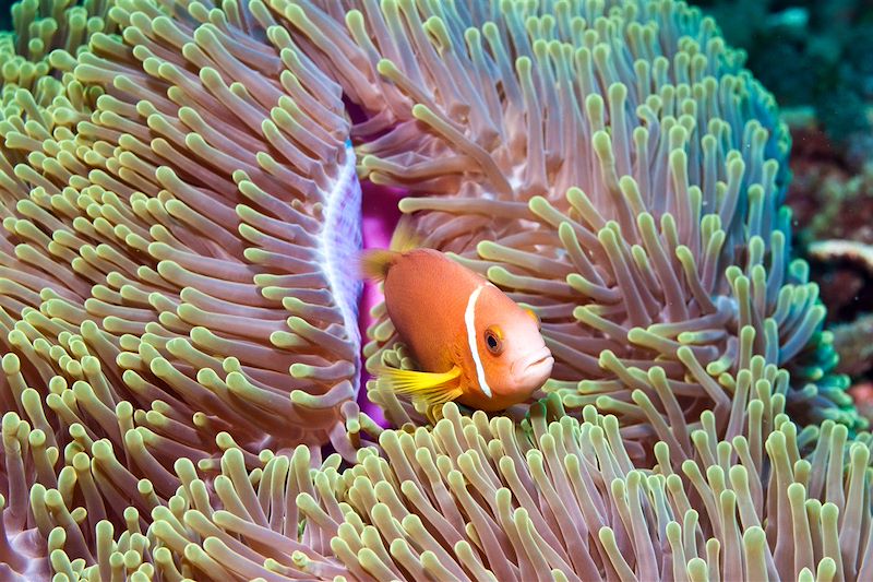 Poisson-clown - Maldives