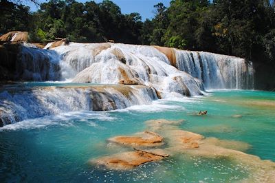 Pure Chiapas 4