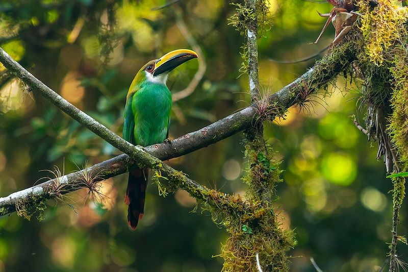 Merveilles du Chiapas