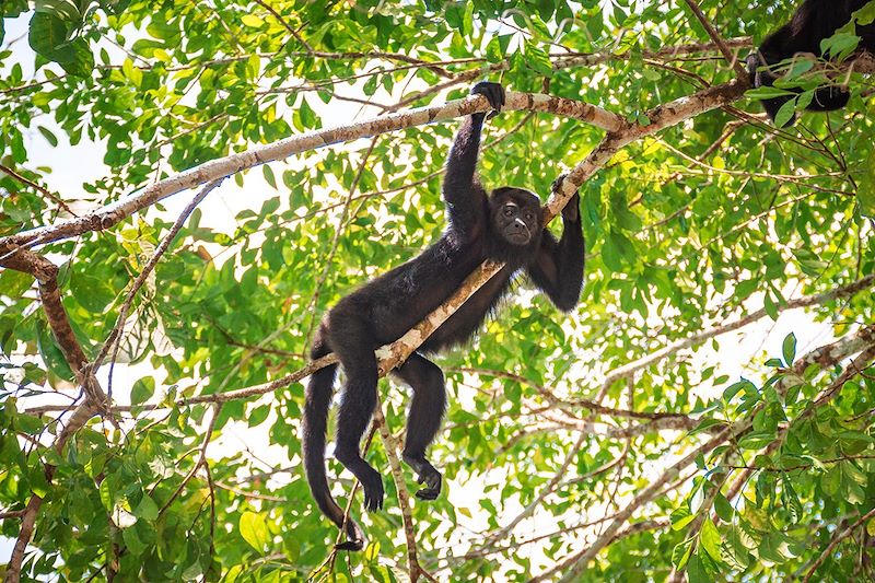 Singe hurleur dans la jungle de Lacandon - Chiapas - Mexique