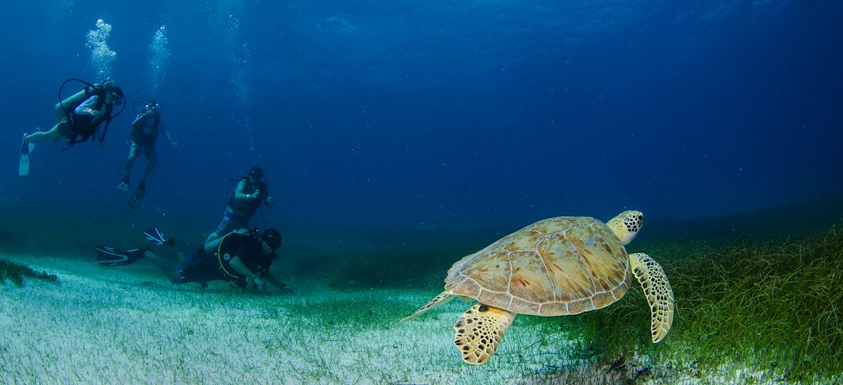 Croisière plongée à la découverte de l'archipel de Revillagigedo et des géants de l'océan Pacifique