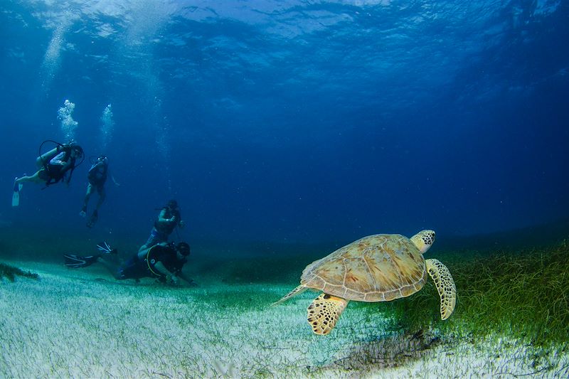 Croisière plongée à la découverte de l'archipel de Revillagigedo et des géants de l'océan Pacifique