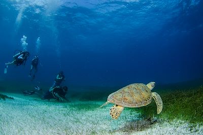 Socorro, grand bleu Manta-stique !