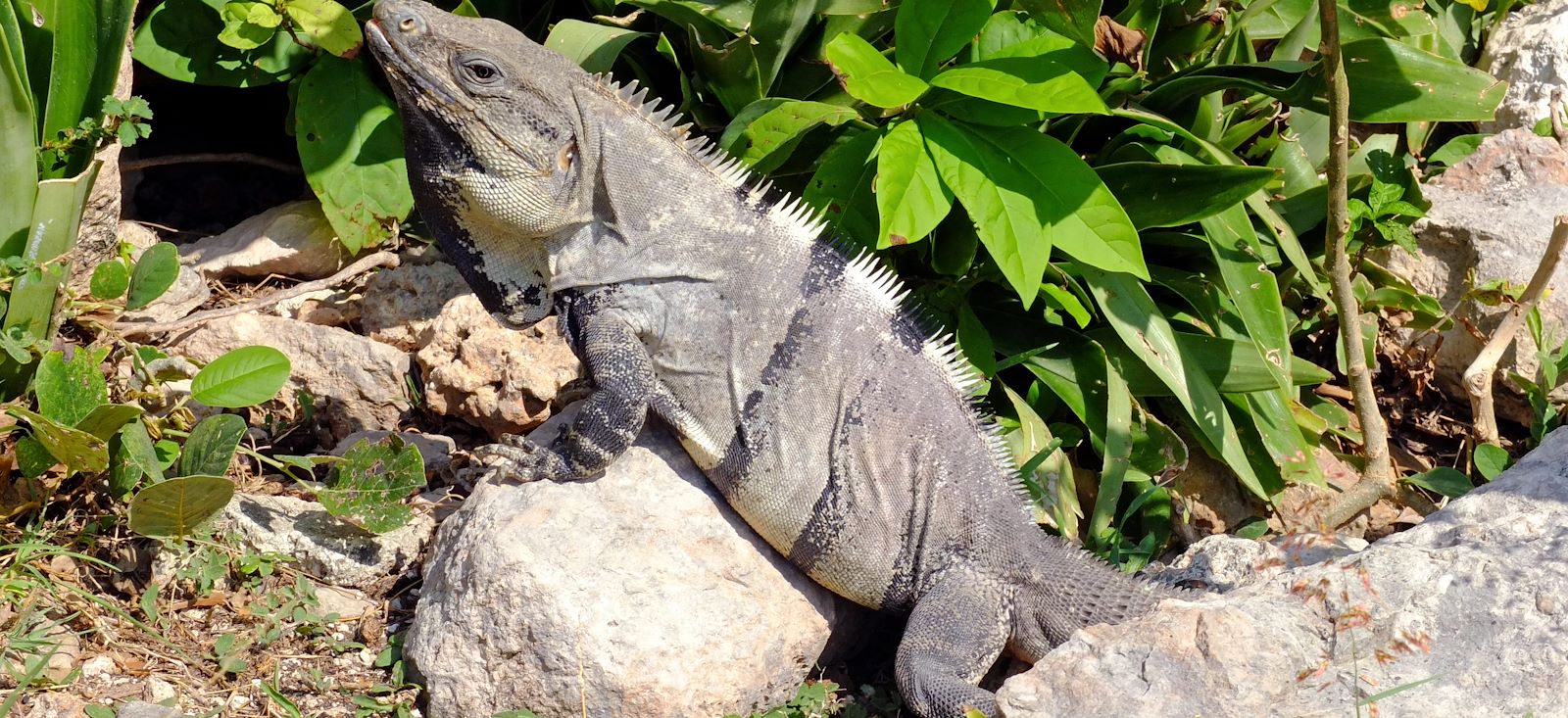 Image Le Yucatan dans tous ses états !