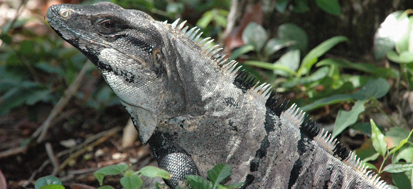 Image Le Yucatan dans tous ses états !