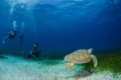 Socorro, grand bleu Manta-stique !