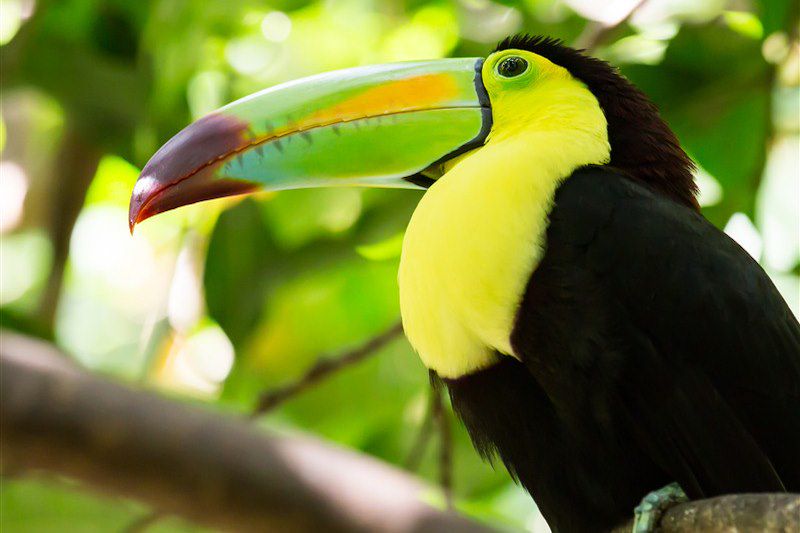 Toucan - Yucatan - Mexique