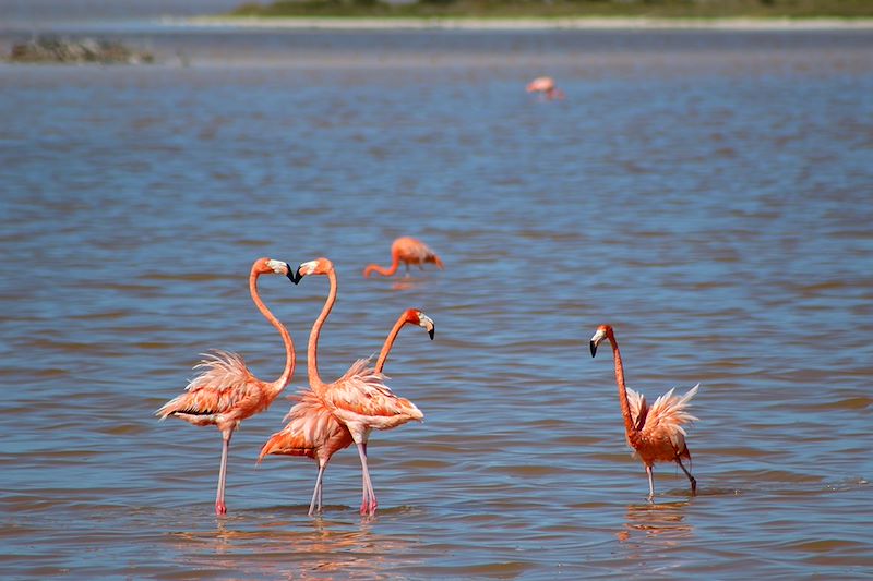 Flamants roses à Río Lagartos - État du Yucatán - Mexique.