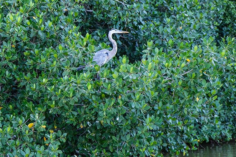 Réserve de la biosphère de Rio Lagartos - Etat du Yucatan - Mexique