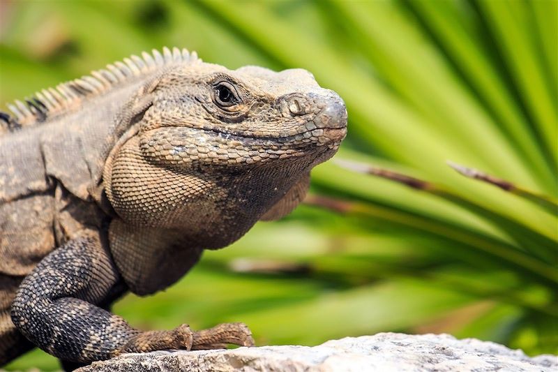 La grande boucle du Yucatan