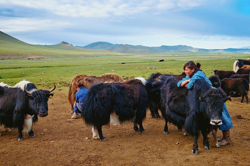 Traite des yaks dans un campement nomade - Mongolie