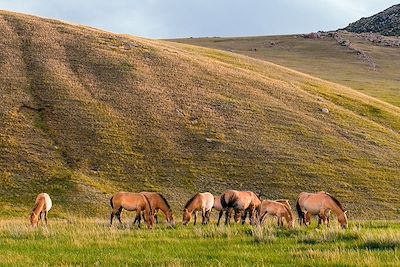 Odyssée en terre Mongole 3