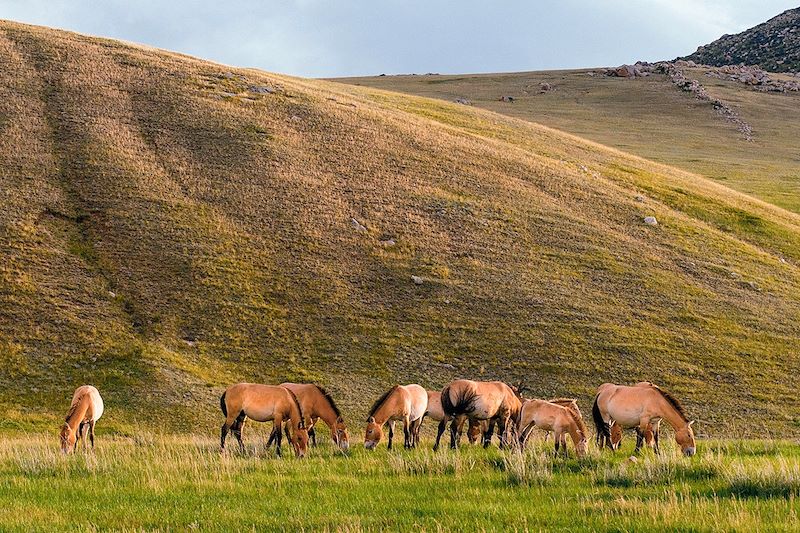 Chevaux de Prjewalski au Parc national de Khustai - Mongolie