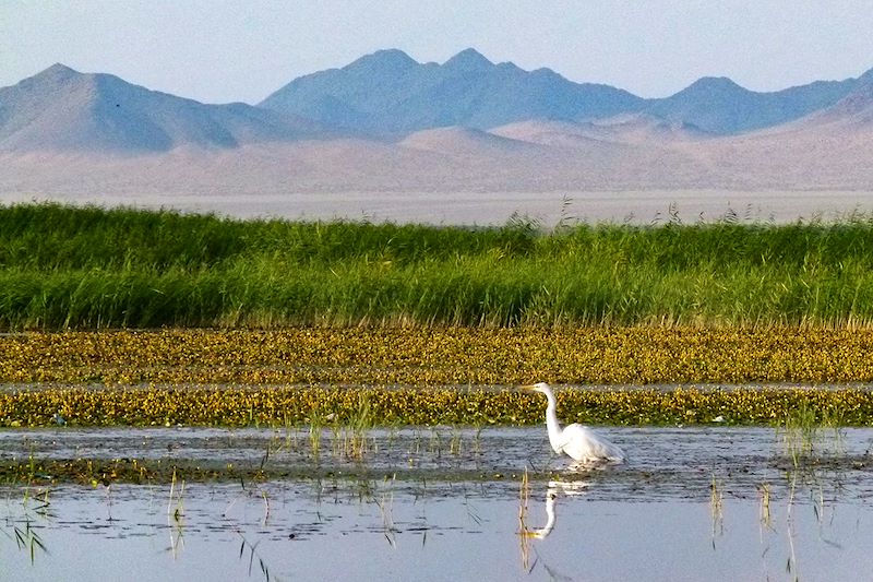 Lac Khar Us - Province de Khovd - Mongolie