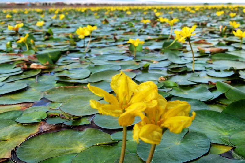 Lac Khar Us Nuur - Province de Khovd - Mongolie