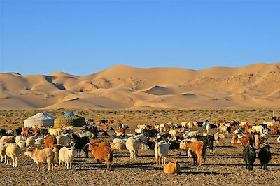 voyage Mongolie